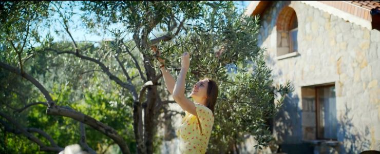 Komili'den Anıt Zeytin Ağaçları