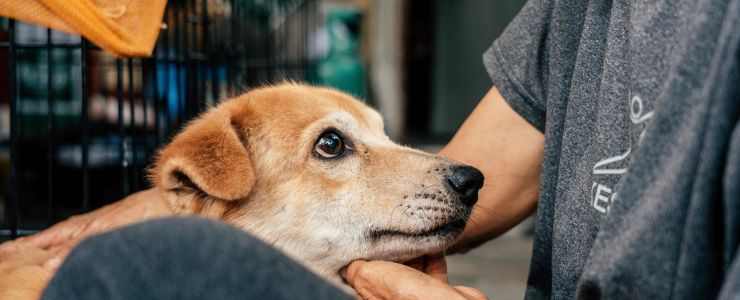 Türkiye’deki kedi ve köpek popülasyonun yüzde 48’sinin bir evi bulunmuyor.