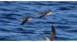 Borusan Contemporary&rsquo;den Kuş Gözlemi ve Dijital Müzik Atölyesi