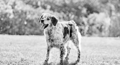 Pandemi Kuşağı Kedi ve Köpekler Orta Yaşa Ulaştı